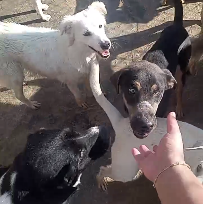Rescue dogs gathered around the water bowls at the shelter