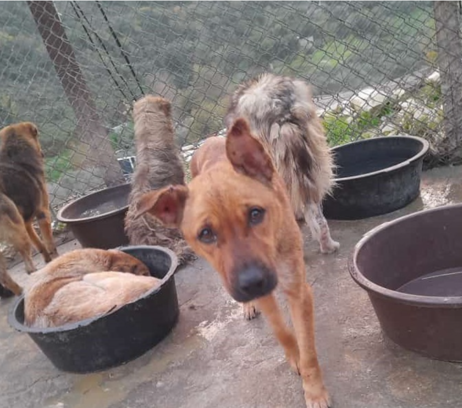 Rescue dogs curled up asleep together on carpets inside the shelter