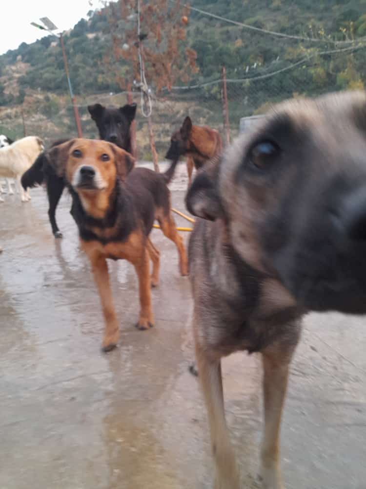 A volunteer wheeling food out to the dogs as a golden retriever looks on