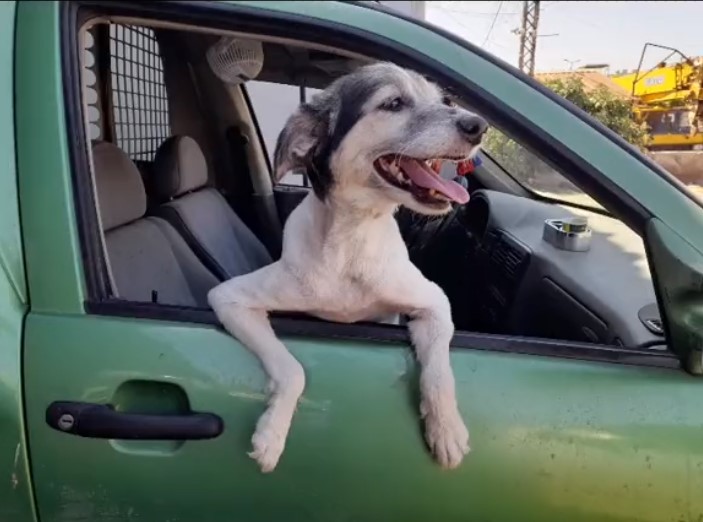 A dog leaning happily out of the green Pet Taxi window