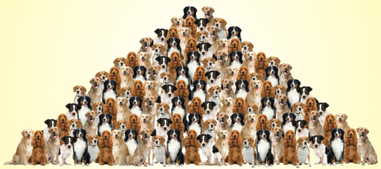Many dogs of different breeds arranged together in a large group