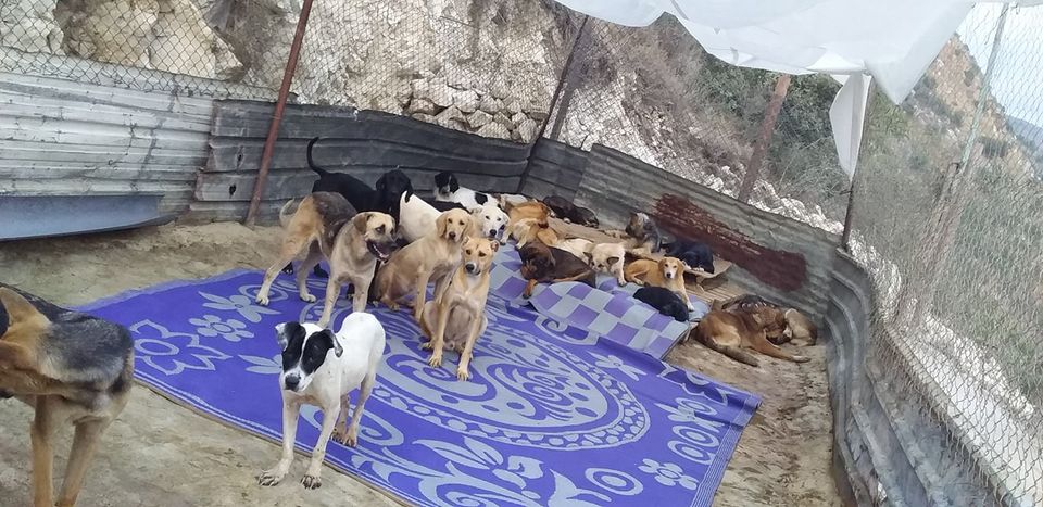 Rescue dogs resting on donated carpets and blankets at the shelter