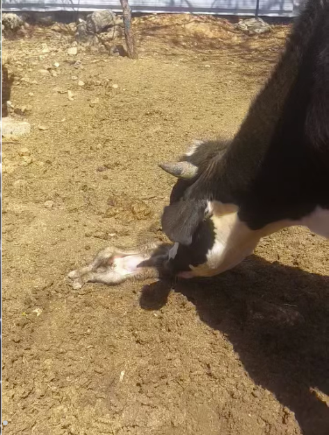 A rescued cow nuzzling a calf in the shelter yard