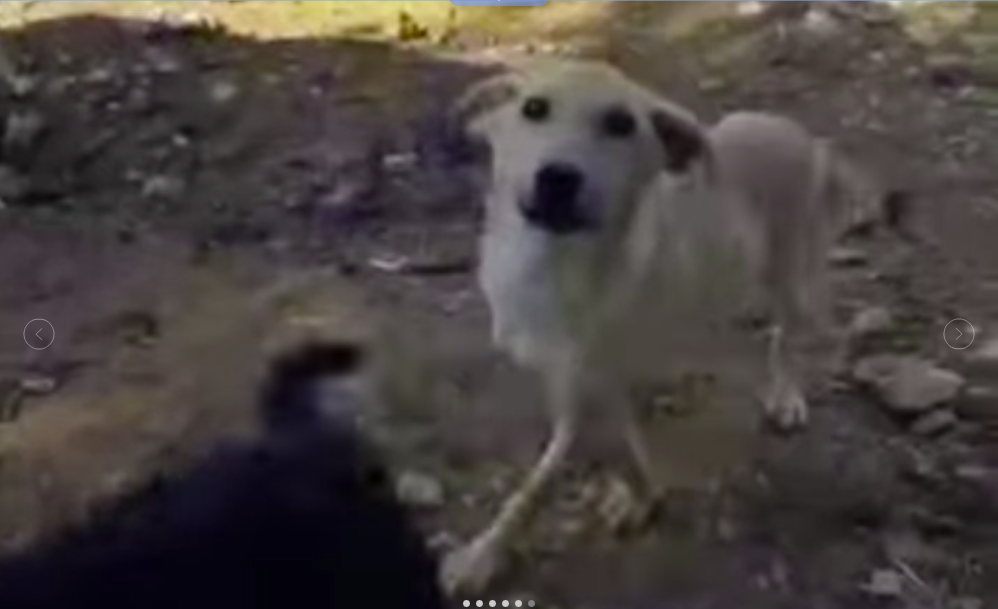 A rescue dog on rough ground approaching a volunteer