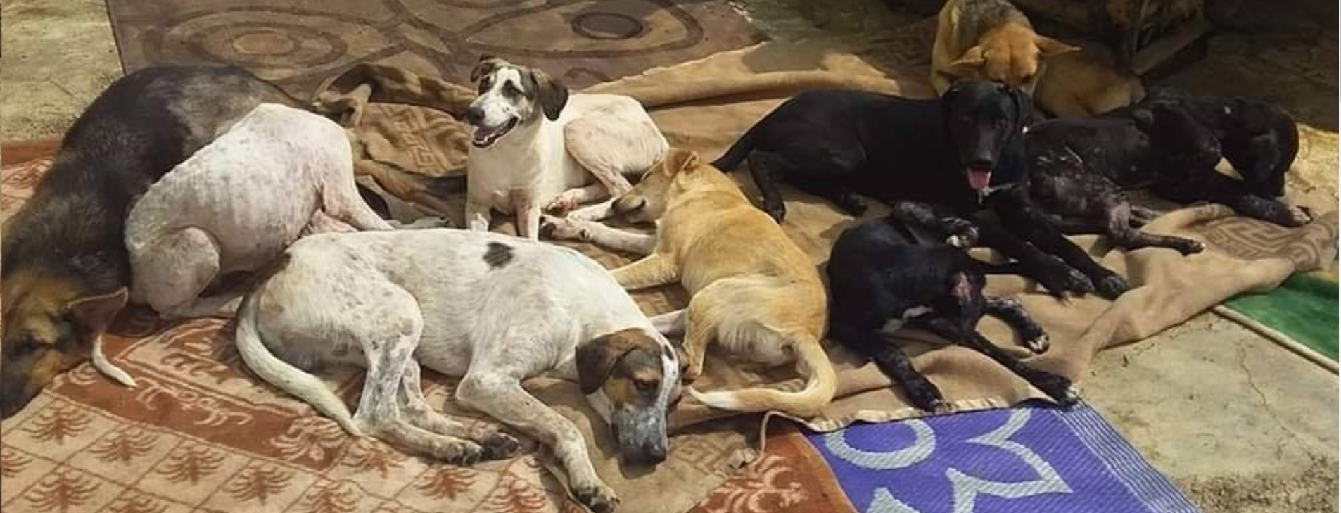 Rescue dogs resting together on blankets at the Woof N' Wags shelter