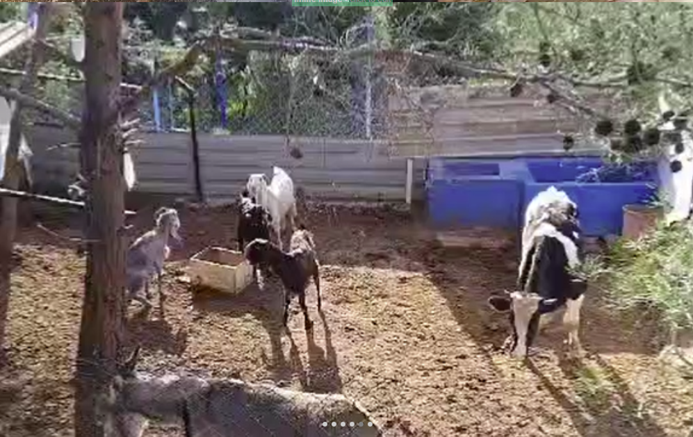 Rescued goats, a cow and a donkey in the shelter pen