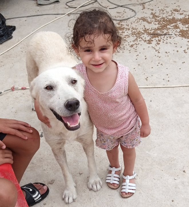 A small girl with her arm around a white rescue dog at the shelter