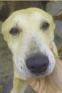 Close-up of a cream rescue dog resting against a hand