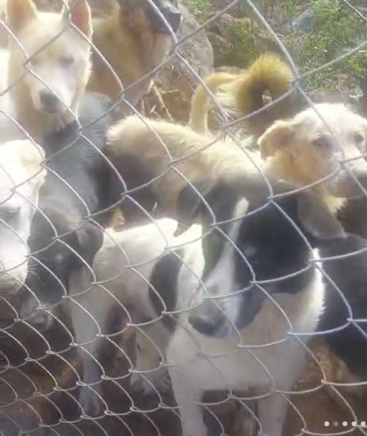 Rescue dogs pressed against the chain-link fence