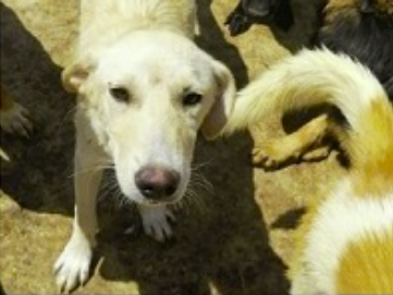 A white rescue dog looking up at the camera