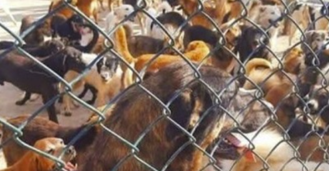 Dozens of rescue dogs crowded behind the shelter fence