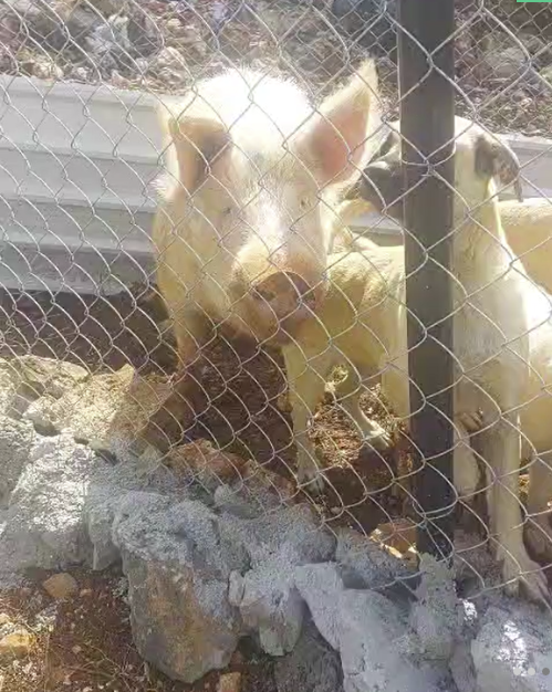 Dixon the rescue pig standing behind a wire fence