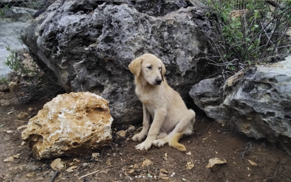 A young rescue puppy sitting among rocks