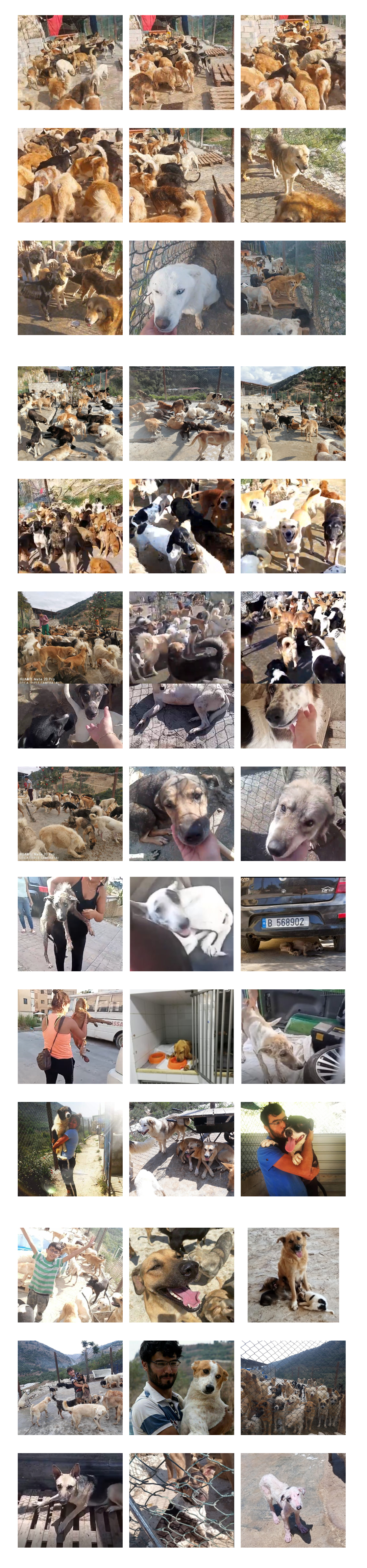 A grid of photographs from the Woof N' Wags shelter: rescue dogs in the yard, volunteers carrying injured dogs, and dogs resting in the shade