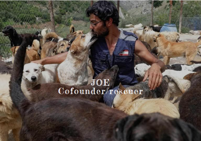 Joe, cofounder and rescuer, surrounded by shelter dogs